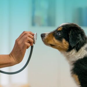 Cachorro a cheirar um estetoscópio