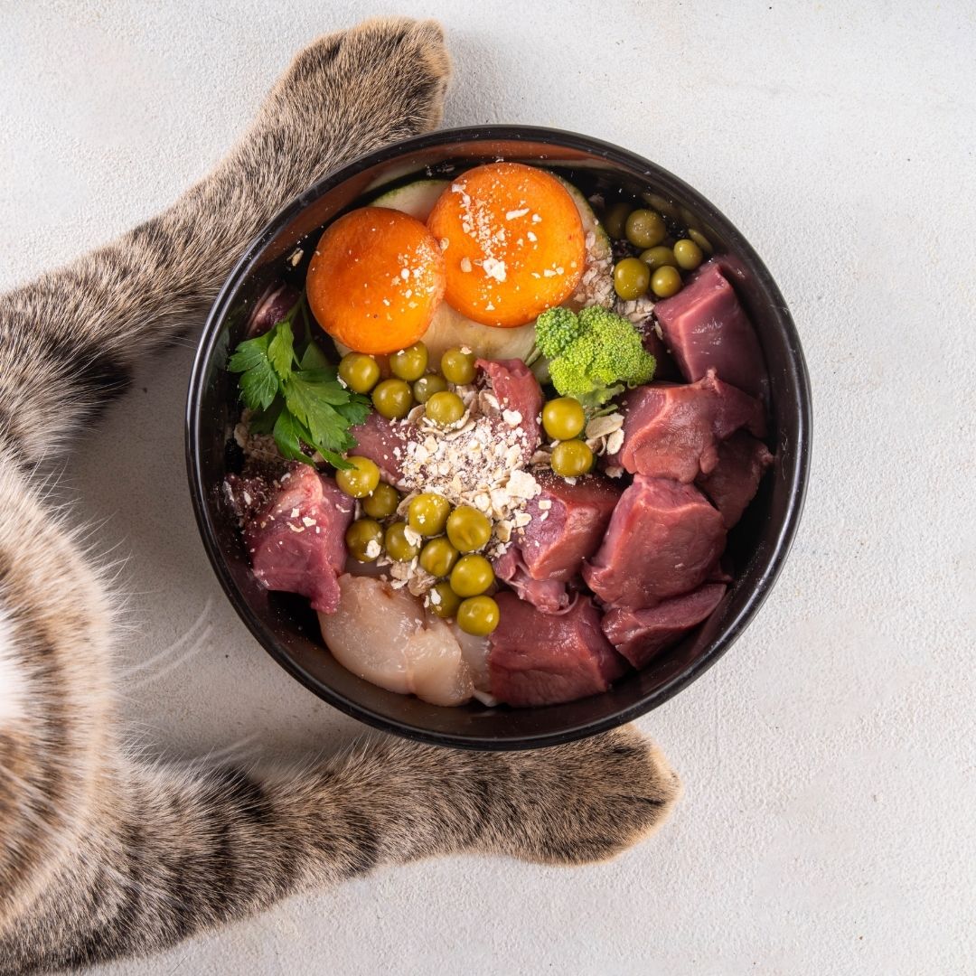 Prato de comida para gato