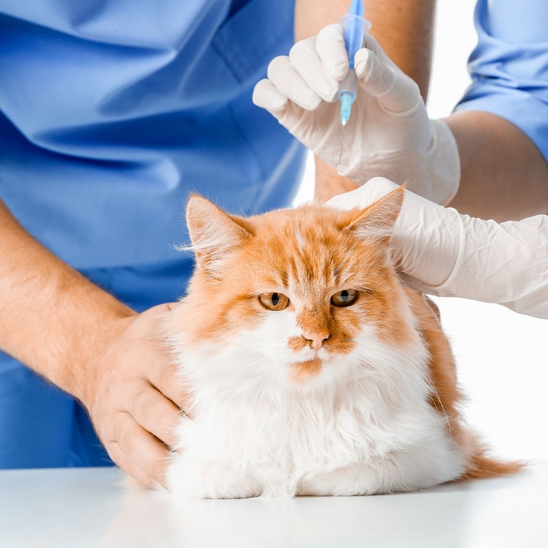 Injeção a gato