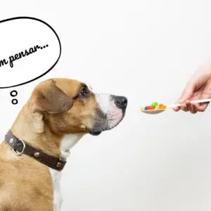 Cão não quer aceitar comprimidos