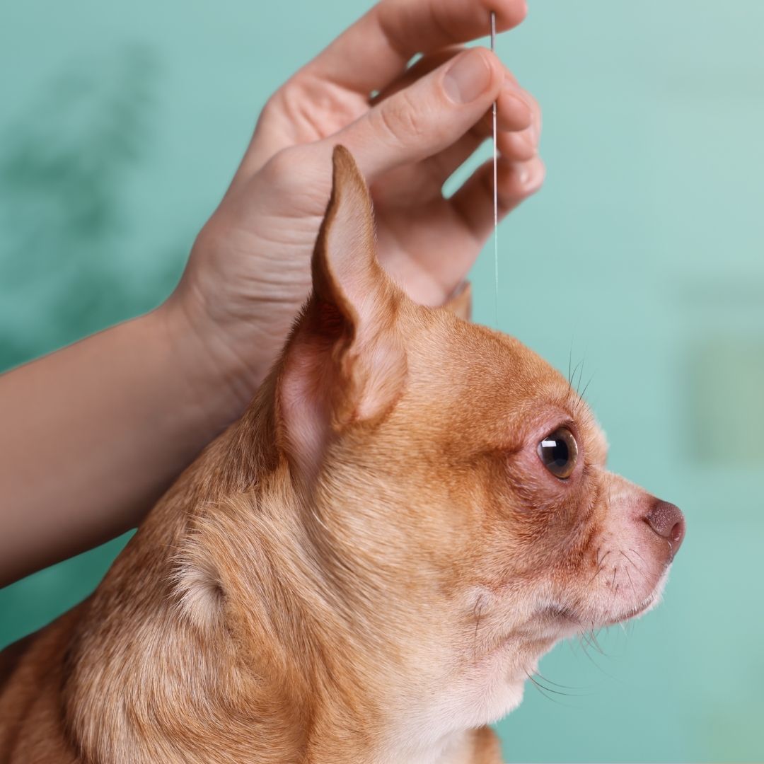Acupuntura cão